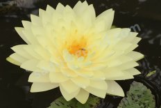 Нимфея Кувшинка Перри`с Дабл Йеллоу Nymphaea Perry's Double Yellow