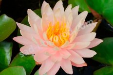 Нимфея Кувшинка Мангала Убол Nymphaea Mangala Ubol