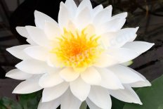 Нимфея Кувшинка Вайт Сенсейшн Nymphaea White Sensation