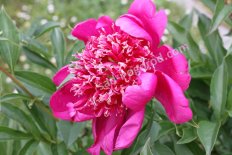Пион молочноцветковый Вайкики Paeonia lactiflora Waikiki