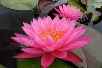 Нимфея Кувшинка Майла Nymphaea Mayla