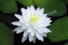 Нимфея Кувшинка Сноуфлэйк Nymphaea Snowflake