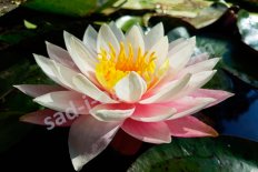 Нимфея Кувшинка Майра Nymphaea Myra