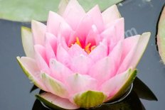 Нимфея Кувшинка Мадам Вильфрон Гоннер Nymphaea Madame Wilfron Gonnere