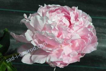 Пион молочноцветковый Нэнси Нора Paeonia lactiflora Nancy Nora