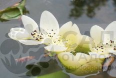 Апоногетон дистахиос Aponogeton distachyos