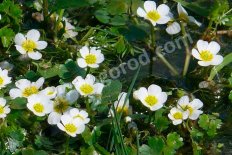 Лютик водный Ranunculus aquatilis