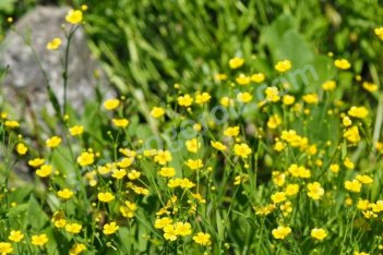 Лютик жгучий Ranunculus flammula