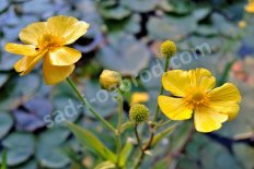 Лютик длиннолистный Ranunculus lingua