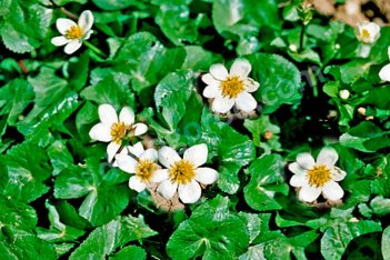 Белокрыльник болотный Calla palustris