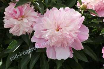 Пион молочноцветковый Корал Пинк Paeonia lactiflora Coral Pink