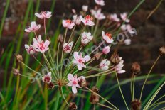 Сусак зонтичный Butomus umbellatus