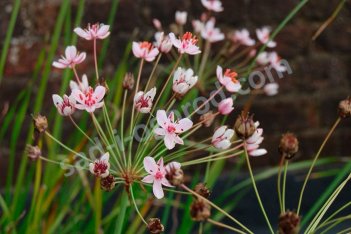 Сусак зонтичный Butomus umbellatus
