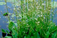 Частуха подорожниковая Alisma plantago-aquatica