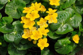 Калужница болотная Caltha palustris