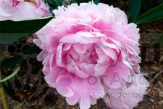 Пион Сара Бернар Paeonia Sarah Bernhardt