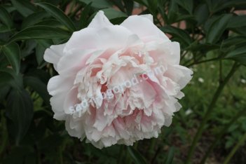 Пион Сара Бернар Paeonia Sarah Bernhardt
