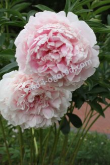 Пион Сара Бернар Paeonia Sarah Bernhardt