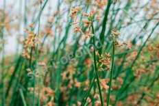 Камыш озерный Scirpus lacustris