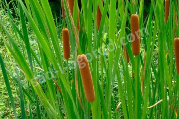 Рогоз узколистный Typha angustifolia