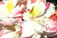 Рододенрон (азалия) Арктик Флеш Rhododendron luteum Arctic Flush