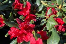 Рододенрон Баден-Баден Rhododendron hybriden Baden-Baden