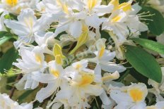 Рододендрон Нозерн Хай Лайтс Rhododendron Northern Hi Lights