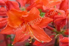 Рододендрон Мандарин Лайтс Rhododendron Mandarin Lights