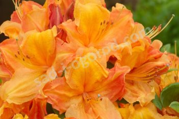 Рододенрон (азалия) Гловинг Эмберс Rhododendron Glowing Embers