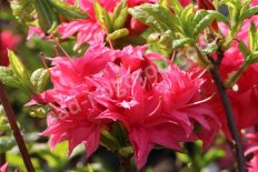 Рододендрон нэп-хилл Хоумбуш Azalea knap hill Homebush