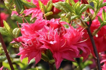 Рододендрон нэп-хилл Хоумбуш Azalea knap hill Homebush