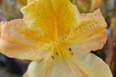 Рододендрон Желтый Rhododendron luteum