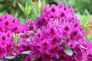Рододендрон Янис Rhododendron hybridum Jānis