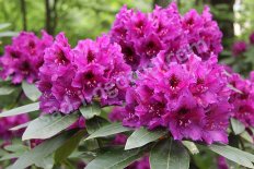 Рододендрон Эмилс Rhododendron hybridum Emīls