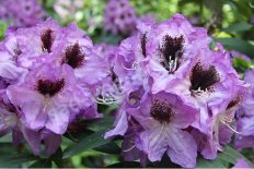Рододендрон Фея Rhododendron hybridum Feja