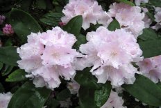 Рододенрон якушиманский Андрис Rhododendron yakushimanum Andris