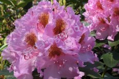Рододенрон Лита Rhododendron Lita
