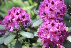 Рододенрон Томс Rhododendron hybridum Toms