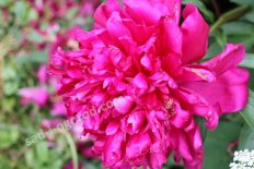 Пион молочноцветковый Элис Paeonia Lactiflora Alice