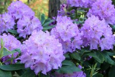 Рододендрон Бабите Лаванда Rhododendron Babites Lavanda