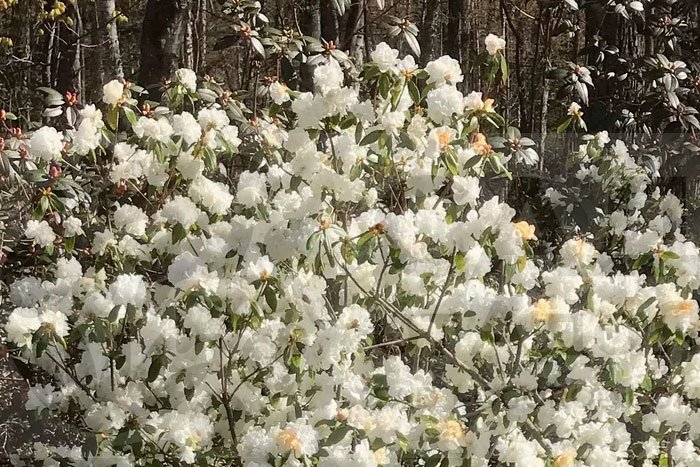 April Snow     |