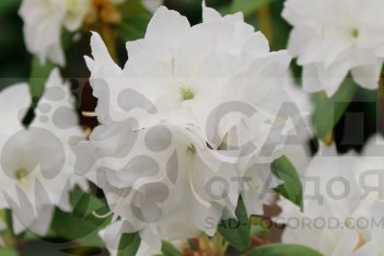 Рододендрон даурский Эйприл Сноу Rhododendron April Snow