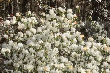 Рододендрон даурский Эйприл Сноу Rhododendron April Snow