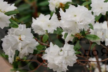 Рододендрон даурский Эйприл Сноу Rhododendron April Snow