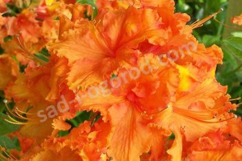 Рододендрон (азалия) нэп-хилл Гибралтар Rhododendron knap hill Gibraltar