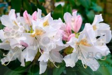 Рододендрон Каннингемс Уайт Rhododendron Cunningham's White