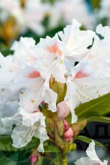 Рододендрон Каннингемс Уайт Rhododendron Cunningham's White