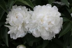 Пион молочноцветковый Баронесса Шредер Paeonia Lactiflora Baroness Shroeder