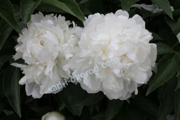 Пион молочноцветковый Баронесса Шредер Paeonia Lactiflora Baroness Shroeder