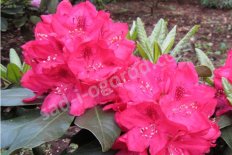 Рододендрон Бабите компакта Rhododendron Babītes Kompaktais